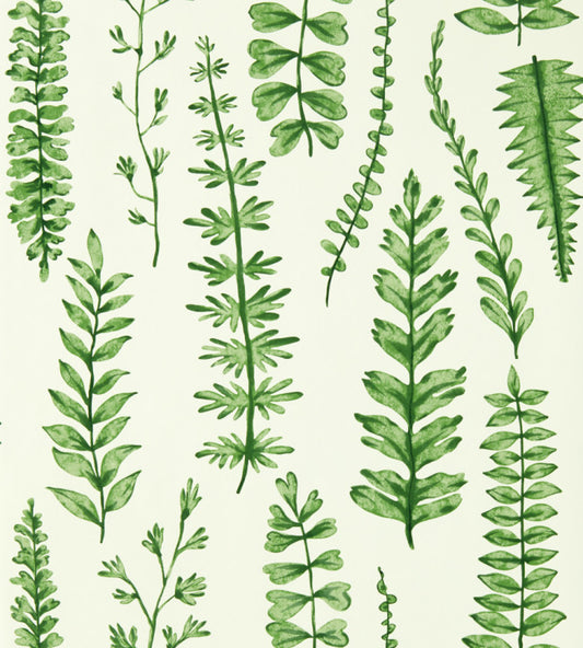 Ferns Wallpaper