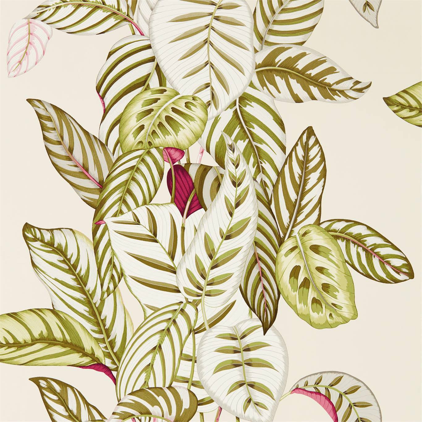 Calathea Wallpaper