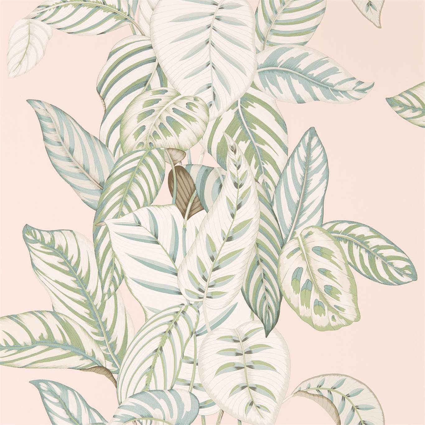 Calathea Wallpaper