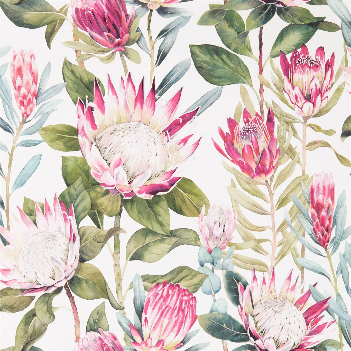 King Protea Wallpaper