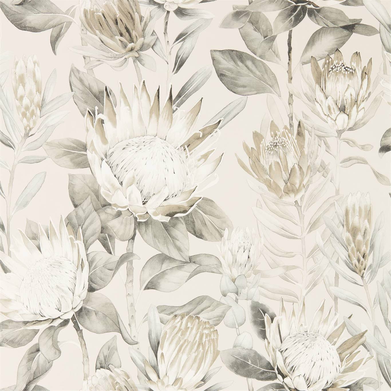 King Protea Wallpaper
