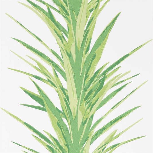 Yucca Wallpaper