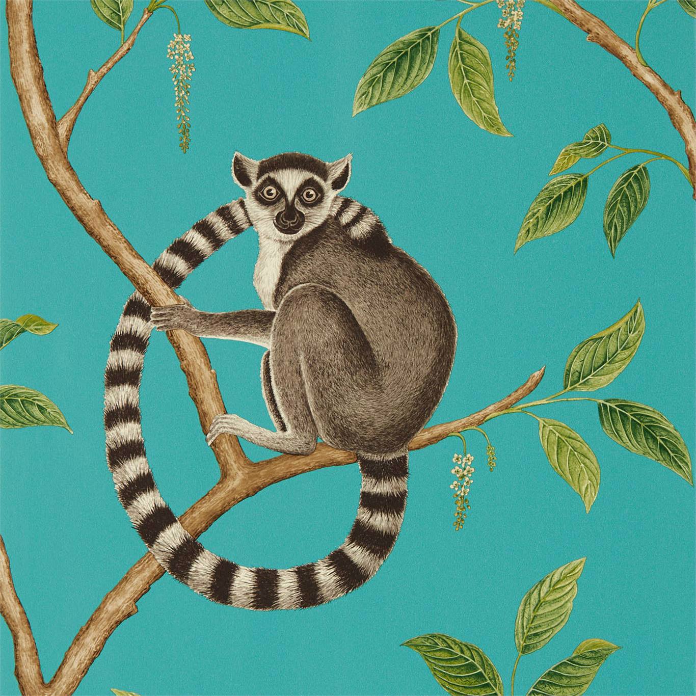 Ringtailed Lemur Wallpaper
