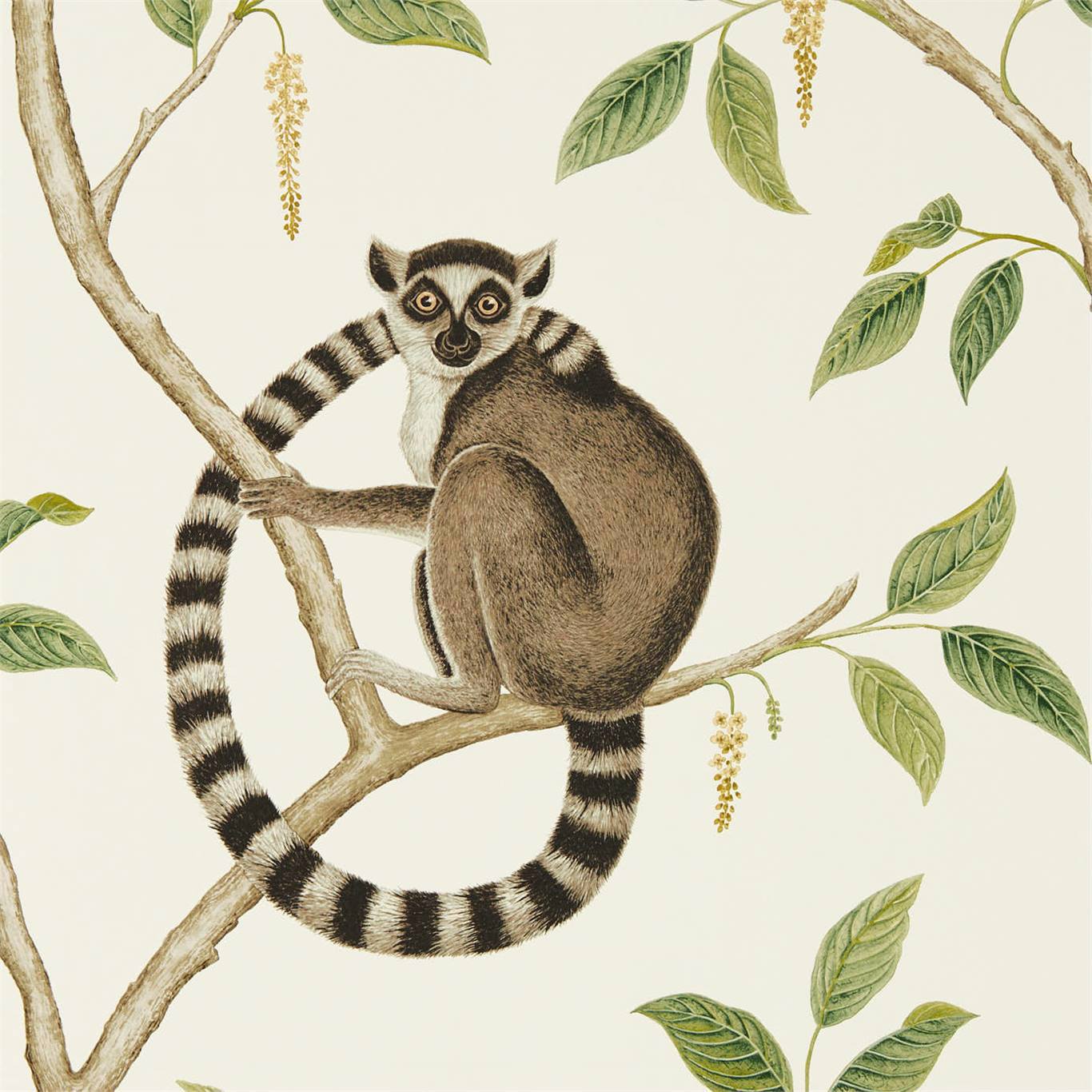 Ringtailed Lemur Wallpaper